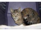 Adopt Nyla a Brown Tabby Domestic Shorthair / Mixed Breed (Medium) / Mixed