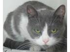 Adopt Sweetie a Gray or Blue Domestic Shorthair / Mixed Breed (Medium) / Mixed