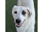 Adopt Shasta a White Australian Cattle Dog / Great Pyrenees / Mixed (short coat)