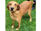 Adopt Tank a Tan/Yellow/Fawn Treeing Walker Coonhound / Mixed Breed (Medium) /