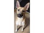 Adopt Abel a Tan/Yellow/Fawn Shepherd (Unknown Type) / Mixed Breed (Medium) /