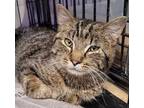 Adopt Lenard a Brown Tabby Domestic Shorthair / Mixed Breed (Medium) / Mixed