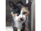 Adopt Riley a All Black Manx / Mixed Breed (Medium) / Mixed (short coat) cat in