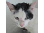 Adopt Jackson a White Domestic Shorthair / Mixed Breed (Medium) / Mixed (short