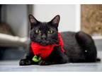 Adopt Peter a All Black Domestic Shorthair / Mixed Breed (Medium) / Mixed (short