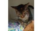 Adopt Sasha a Brown Tabby Domestic Shorthair / Mixed Breed (Medium) / Mixed