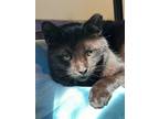 Adopt Godric a All Black Domestic Shorthair / Mixed Breed (Medium) / Mixed
