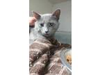 Adopt Rhubarb a Gray or Blue Domestic Shorthair / Mixed Breed (Medium) / Mixed