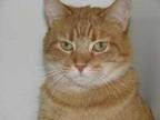 Adopt KI KI a Orange or Red Domestic Shorthair / Mixed Breed (Medium) / Mixed