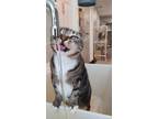 Adopt Lily a Brown Tabby Domestic Shorthair / Mixed Breed (Medium) / Mixed