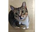 Adopt Katniss a Brown Tabby Domestic Shorthair / Mixed Breed (Medium) / Mixed