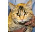 Adopt Mama Cali a Brown Tabby Domestic Shorthair / Mixed Breed (Medium) / Mixed