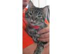 Adopt malinda a Brown Tabby Domestic Shorthair / Mixed Breed (Medium) / Mixed