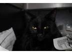 Adopt Vanessa a All Black Domestic Shorthair / Mixed Breed (Medium) / Mixed
