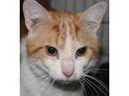 Adopt Clark a Tan or Fawn Domestic Shorthair / Mixed Breed (Medium) / Mixed