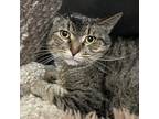 Adopt Jeffrey a Brown Tabby Domestic Shorthair / Mixed Breed (Medium) / Mixed
