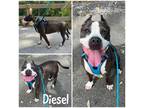 Adopt Diesel a Brown/Chocolate American Pit Bull Terrier / Mixed Breed (Medium)
