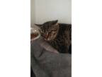 Adopt Felton a Brown Tabby Domestic Shorthair / Mixed Breed (Medium) / Mixed