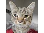 Adopt Scooter a Brown Tabby Domestic Shorthair / Mixed Breed (Medium) / Mixed