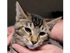 Adopt Tyson a Brown Tabby Domestic Shorthair / Mixed Breed (Medium) / Mixed