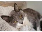 Adopt Simon a Gray or Blue Domestic Shorthair / Mixed Breed (Medium) / Mixed