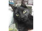 Adopt Jerry a All Black Domestic Shorthair / Mixed Breed (Medium) / Mixed (short