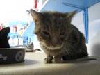 Adopt Carissa a Brown Tabby Domestic Shorthair / Mixed Breed (Medium) / Mixed