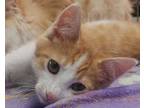 Adopt Lincoln a Tan or Fawn Domestic Shorthair / Mixed Breed (Medium) / Mixed