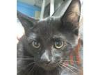 Adopt Lovato a All Black Domestic Shorthair / Mixed Breed (Medium) / Mixed
