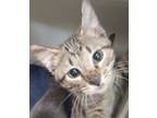 Adopt Arrow a Brown Tabby Domestic Shorthair / Mixed Breed (Medium) / Mixed