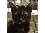 Adopt Cinnamon a All Black Domestic Shorthair / Mixed Breed (Medium) / Mixed