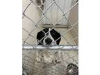 Adopt Drake a White Australian Cattle Dog / Mixed Breed (Medium) / Mixed (short