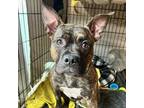 Adopt Mynew a Brindle Boxer / Mixed Breed (Medium) / Mixed (short coat) dog in