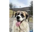 Adopt Burt a Brindle Great Pyrenees / Shepherd (Unknown Type) / Mixed (short