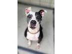 Adopt Midnight a Black American Pit Bull Terrier / Mixed Breed (Medium) / Mixed
