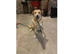 Adopt Ava a Tan/Yellow/Fawn Akbash / Mixed Breed (Medium) / Mixed (short coat)