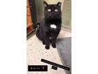 Adopt Bikini a All Black Domestic Shorthair / Mixed Breed (Medium) / Mixed