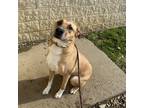 Adopt Ted a Tan/Yellow/Fawn Mixed Breed (Small) / Mixed Breed (Medium) / Mixed