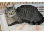 Adopt A R 2 a Brown Tabby Domestic Shorthair / Mixed Breed (Medium) / Mixed