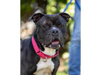 Adopt Taco a Black American Pit Bull Terrier / Mixed Breed (Medium) / Mixed