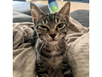 Adopt Mary Sanderson a Brown Tabby Domestic Shorthair / Mixed Breed (Medium) /