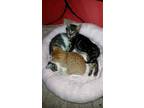 Adopt Tabitha a Brown Tabby Domestic Shorthair / Mixed Breed (Medium) / Mixed