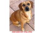 Adopt Sophie a Brown/Chocolate Beagle / Mixed Breed (Medium) / Mixed (short