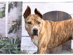 Adopt Cali a Brindle Dutch Shepherd / Shepherd (Unknown Type) / Mixed (short