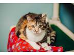 Adopt Justice a White Domestic Shorthair / Mixed Breed (Medium) / Mixed (short