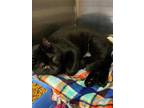 Adopt Ramirez a All Black Domestic Shorthair / Mixed Breed (Medium) / Mixed