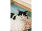 Adopt Fate a All Black Domestic Shorthair / Mixed Breed (Medium) / Mixed (short