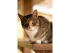 Adopt Diana a Orange or Red Domestic Shorthair / Mixed Breed (Medium) / Mixed