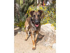 Adopt Hugo a Black Belgian Malinois / Mixed Breed (Medium) / Mixed (short coat)