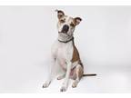 Adopt DALLAS a Brown/Chocolate American Pit Bull Terrier / Mixed Breed (Medium)